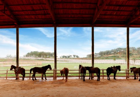 Horse Stable – Johor Bahru